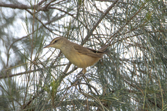 Acrocephalus orientalis