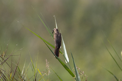 Cacomantis merulinus