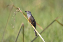 Cacomantis merulinus