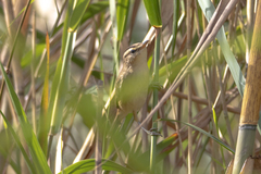Acrocephalus bistrigiceps