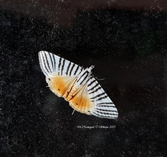 Dichocrocis zebralis