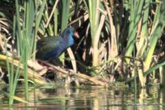 Porphyrio madagascariensis