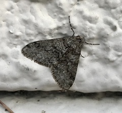 Phigalia denticulata