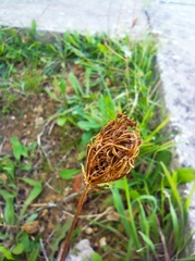 Daucus