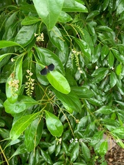 Melanchroia chephise