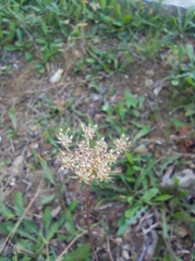 Scandiceae