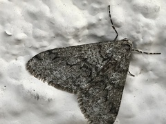 Phigalia denticulata