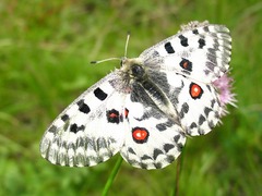 Parnassius nomion