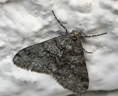 Phigalia denticulata