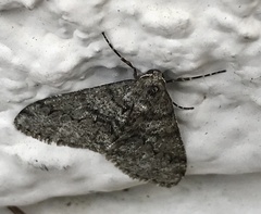 Phigalia denticulata