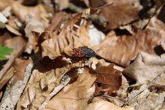 Oiceoptoma thoracicum