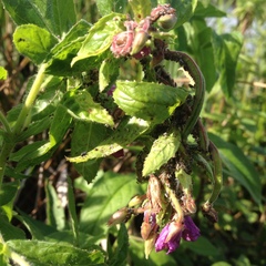 Epilobium hirsutum