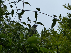 Oxyruncus cristatus