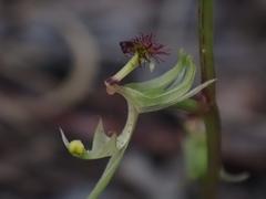 Arthrochilus prolixus