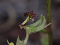 Arthrochilus prolixus