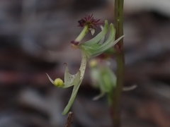 Arthrochilus prolixus