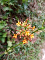 Kalanchoe densiflora