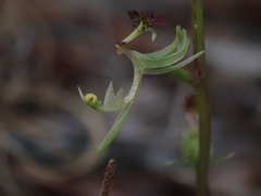 Arthrochilus prolixus