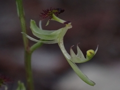 Arthrochilus prolixus