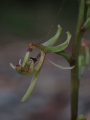 Arthrochilus prolixus