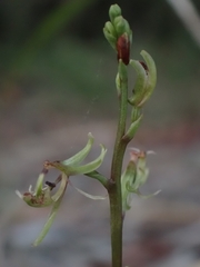 Arthrochilus prolixus