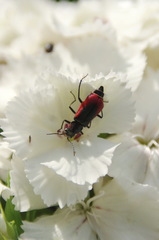 Malachius aeneus