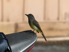 Myiarchus ferox