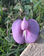 Centrosema virginianum