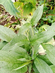 Symphytum × uplandicum