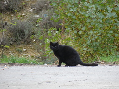Felis catus