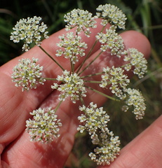 Pimpinella caffra