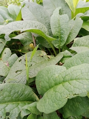 Symphytum × uplandicum