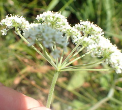 Pimpinella caffra