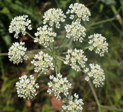 Pimpinella caffra