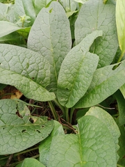 Symphytum × uplandicum