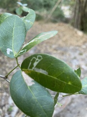 Eucosmophora pithecellobiae