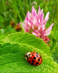 Harmonia axyridis