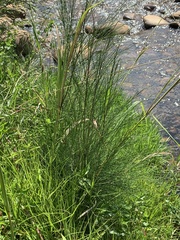 Casuarina cunninghamiana