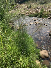 Casuarina cunninghamiana
