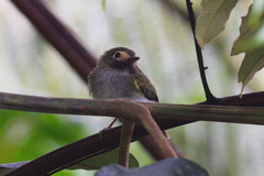 Hemitriccus granadensis