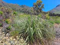 Cladium mariscus