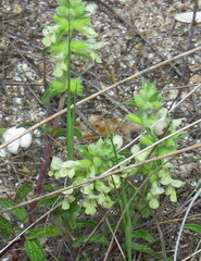 Scutellaria albida