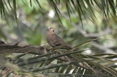 Streptopelia semitorquata