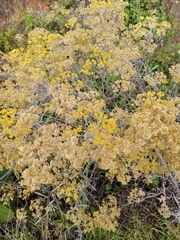 Helichrysum arenarium