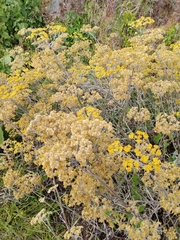 Helichrysum arenarium