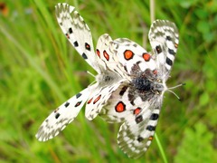 Parnassius nomion
