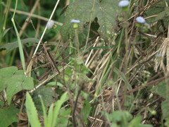 Camonea vitifolia