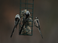 Aegithalos caudatus caudatus