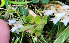 Zeuxine strateumatica