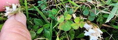 Zeuxine strateumatica